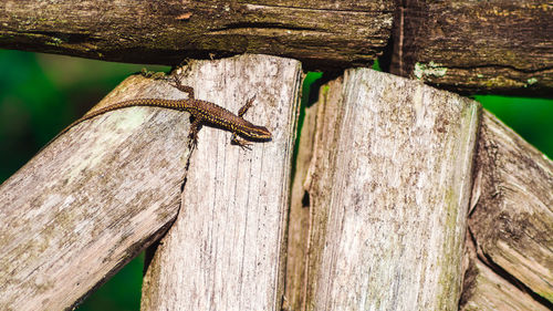 Close-up of lizard on tree trunk