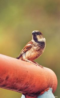 Close-up of bird perching on a branch