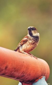 Close-up of bird perching on metal