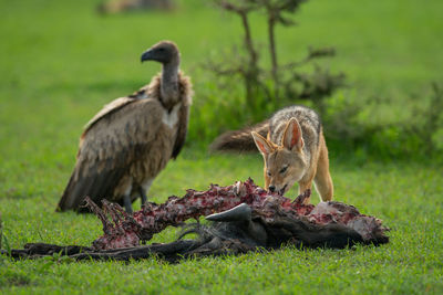 Ducks on a grass