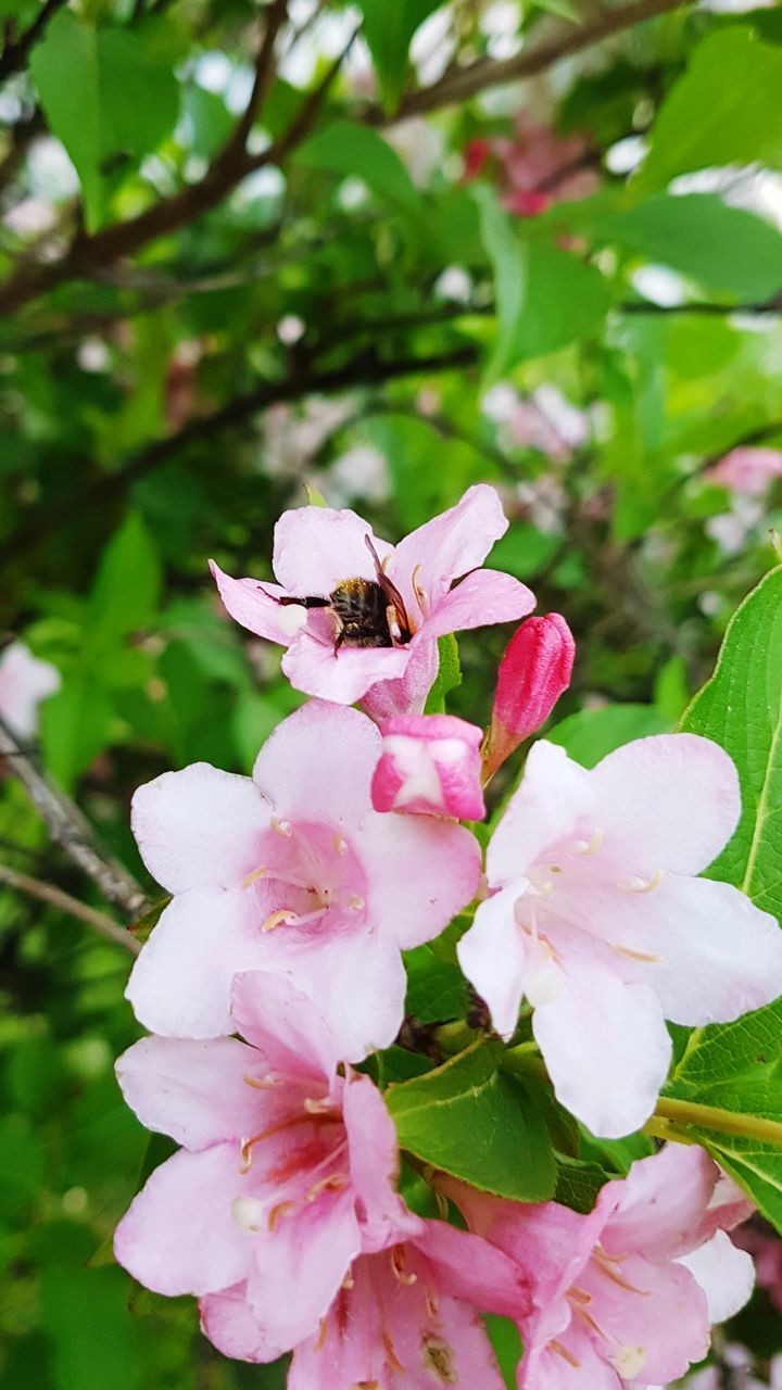 CLOSE-UP OF FRESH PINK FLOWER