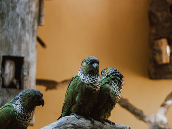 Close-up of birds perching on wood