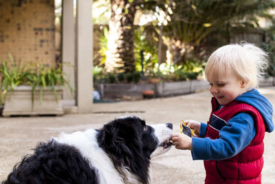 Side view of happy boy feeding border collie at yard