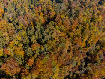 Full frame shot of autumnal trees