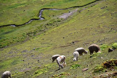 Sheep in farm