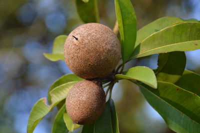 Sapodilla fruits on tree