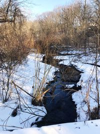 Bare trees in winter against sky