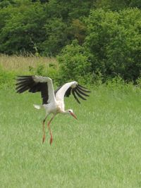 View of birds on grass