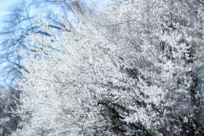 High angle view of snowflakes on frozen tree