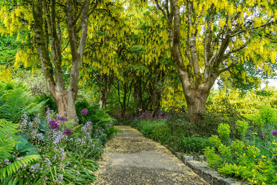 View of footpath amidst plants in a forest