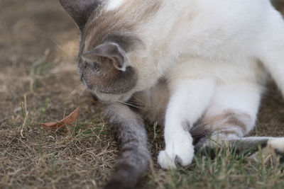 Close-up of cat relaxing on grass