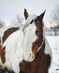 Close-up portrait of horse against sky