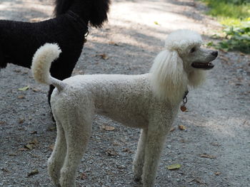 White dog standing on field