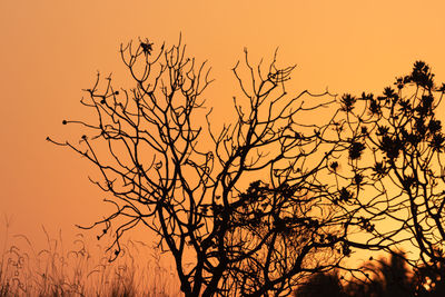 Low angle view of silhouette bare tree against orange sky