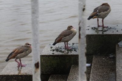 Birds perching on water