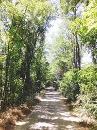 Walkway amidst trees in forest