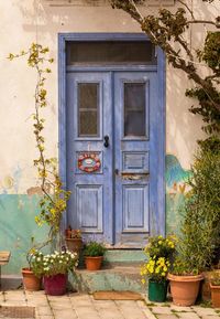 Potted plants on window of building