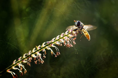 Close-up of insect pollinating on flower