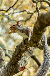 Close-up of squirrel on tree trunk