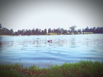 Birds swimming in lake against clear sky