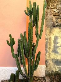 Close-up of succulent plant against sky