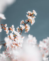 Close-up of white cherry blossom