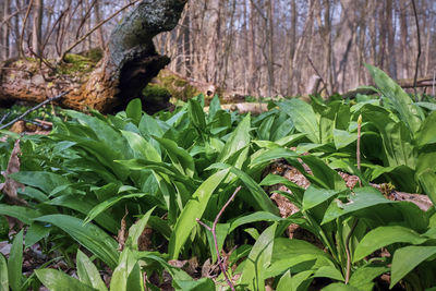 Close-up of plant growing on field