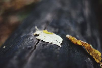 Close-up of leaf on wooden table