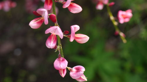 Close-up of pink flowers