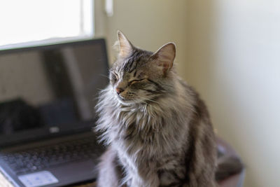 Close-up of a cat