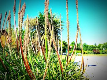 Palm trees against blue sky