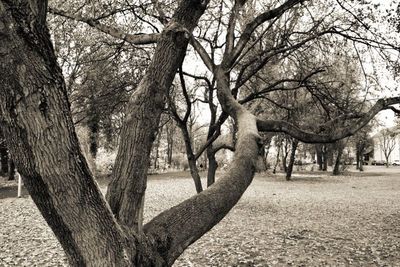 Bare trees on field