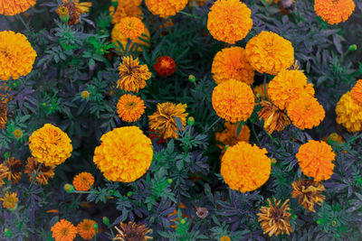 High angle view of marigold flowers
