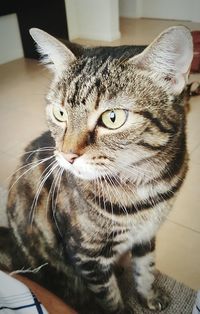 Close-up portrait of cat