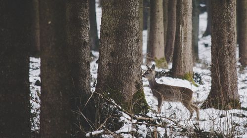 Sheep in tree trunk during winter