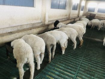 High angle view of sheep in pen