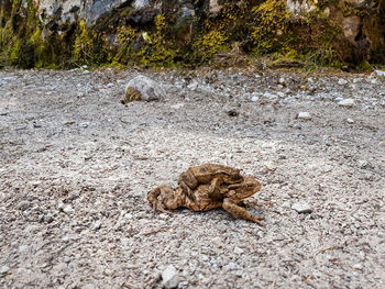 High angle view of lizard on rock