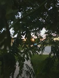 Low angle view of trees in lake