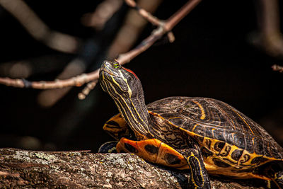 Turtle on branch