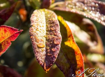 Close-up of leaves