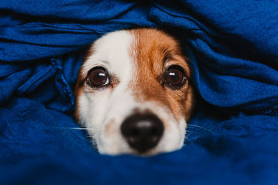 Close-up portrait of dog