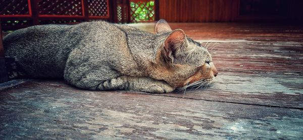 View of a sleeping cat on wooden floor