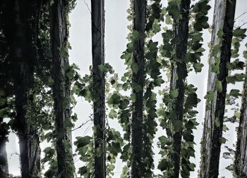 Low angle view of trees in forest against sky