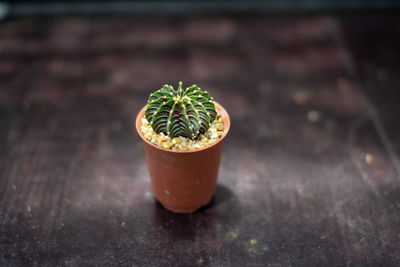 Close-up of succulent plant on table