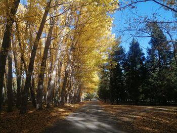 Road amidst trees in forest during autumn