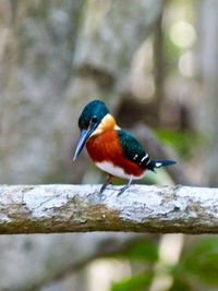 Close-up of bird perching on branch