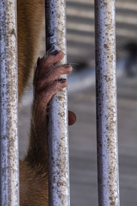 Close-up of a monkey