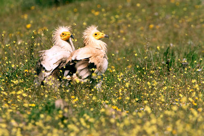 View of birds on grassy field