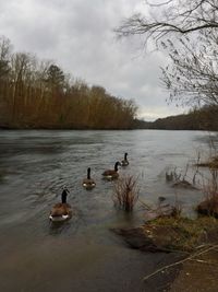 Ducks swimming on lake against sky