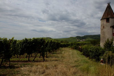 Scenic view of field against sky